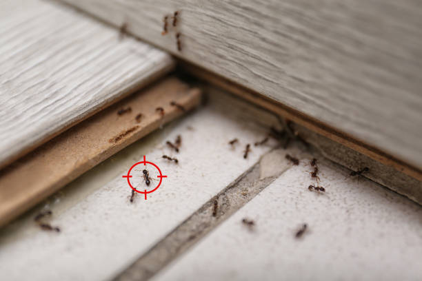 Best Rat Extermination Near Me  in Mitchellville, MD